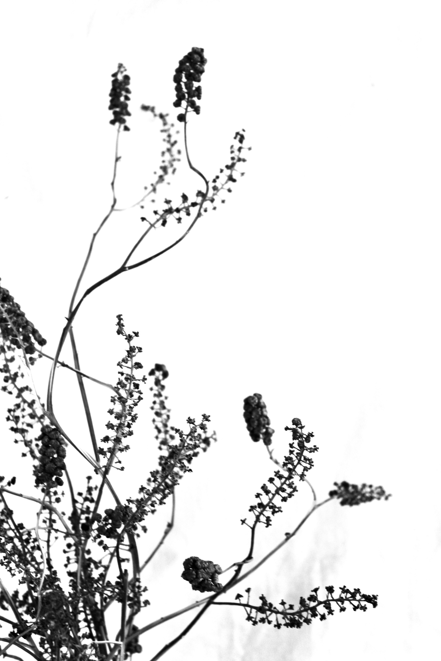 Photo bouquet en fleurs séchées