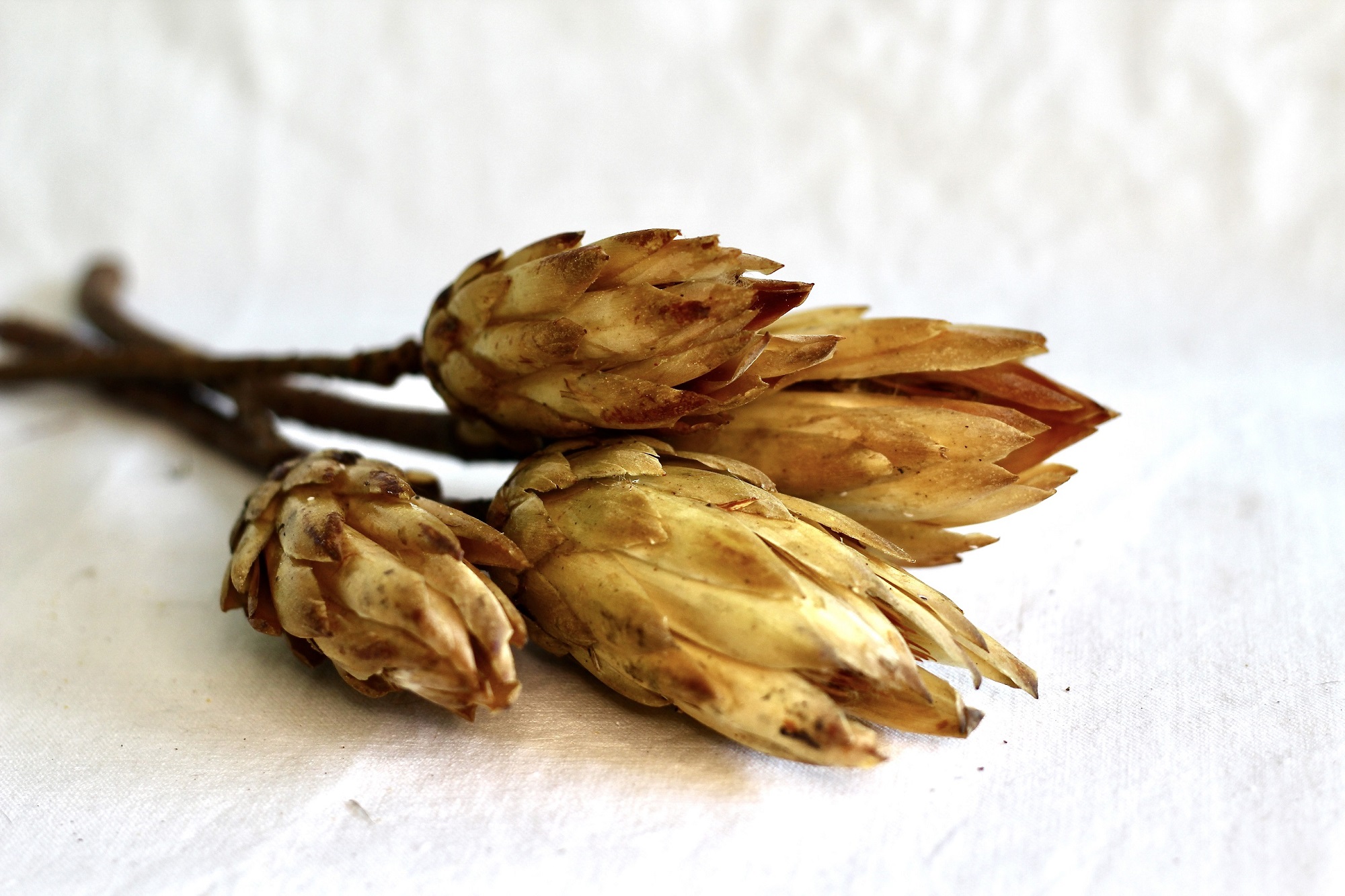 Photo bouquet en fleurs séchées