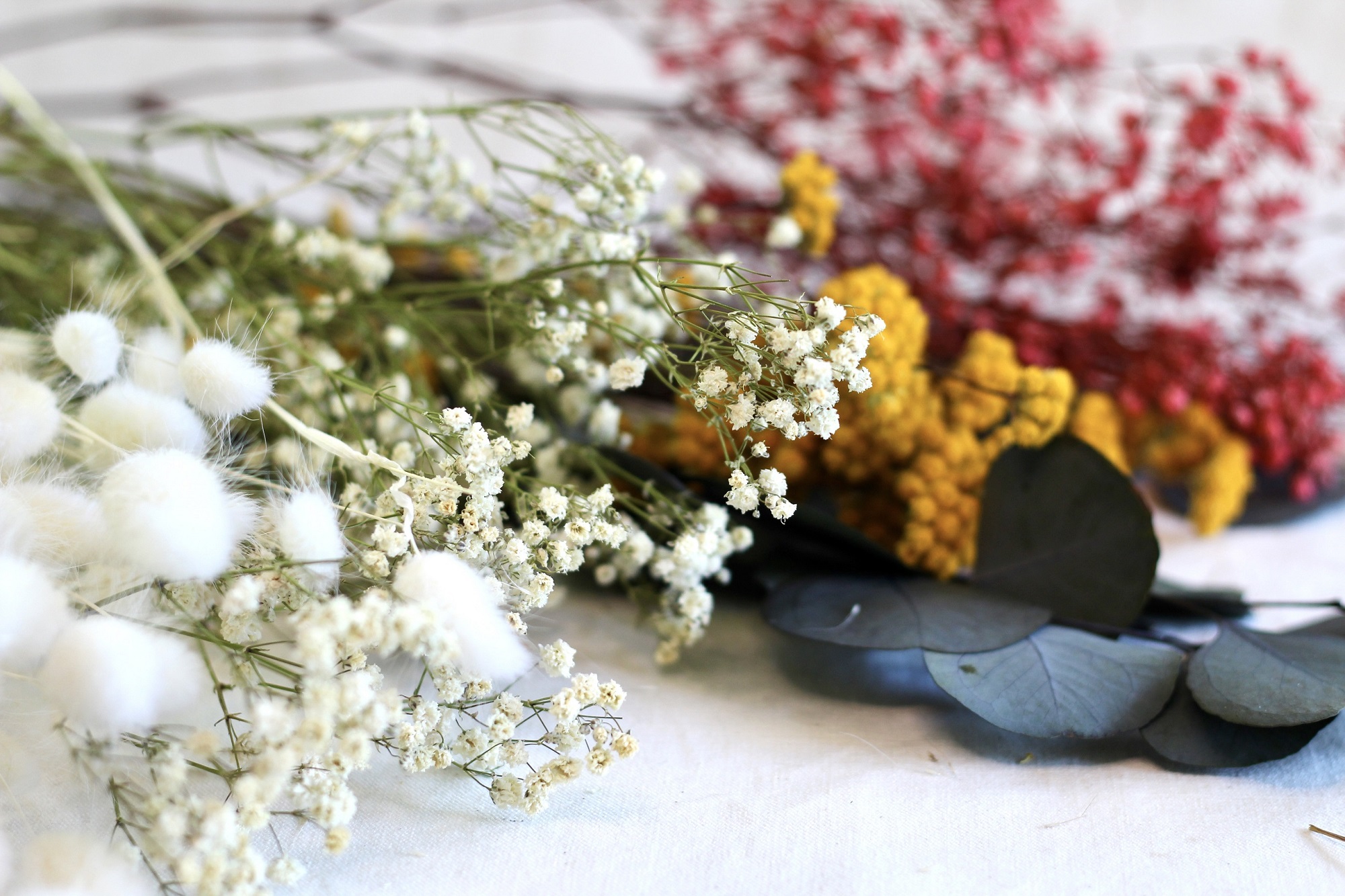 Photo fleurs séchées